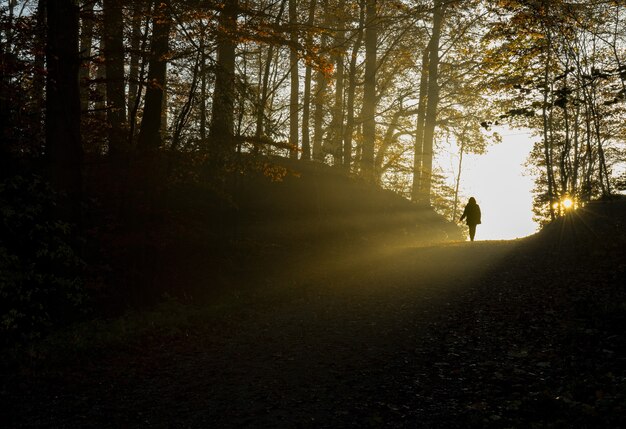 Silhouette of person walking on pathway between trees during daytime