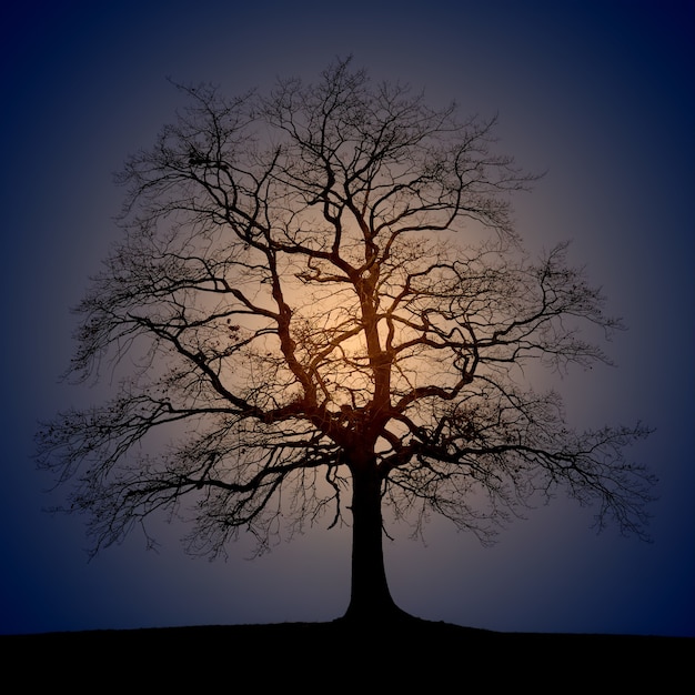 Free photo silhouette photo of trees during sun rise