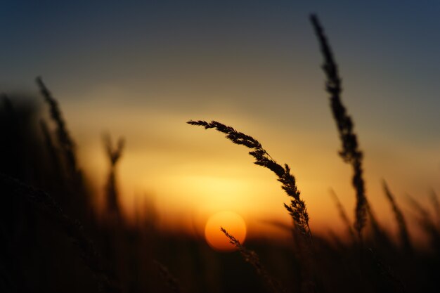Silhouette photo of wheat