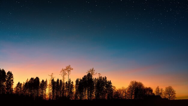 Silhouette photography of trees under blue sky during golden hour