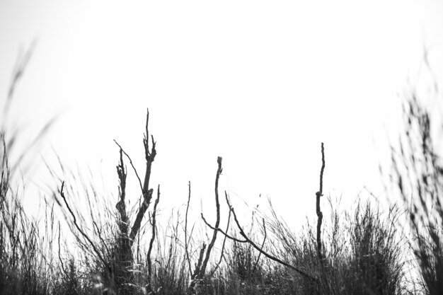 Silhouette of plant against sky