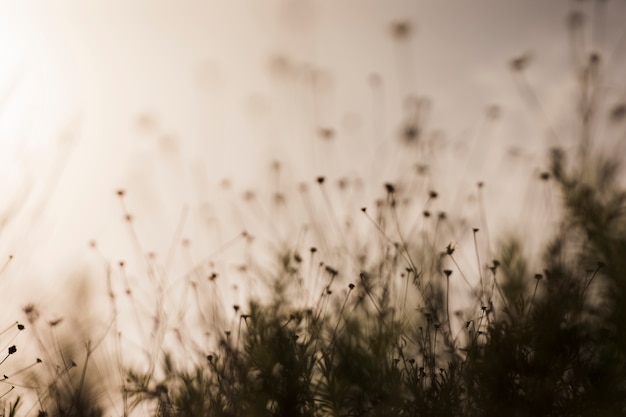 Free photo silhouette of plant during sunset