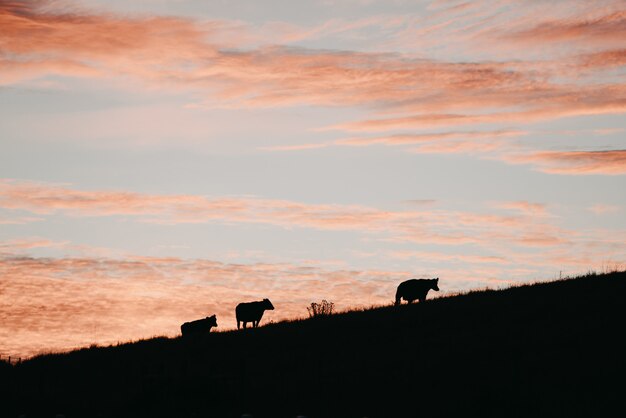 Silhouette shot of three cows on a hill under a pink sky