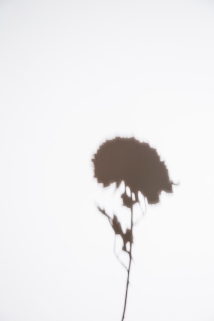 Foto gratuita silhouette di un singolo fiore su sfondo bianco