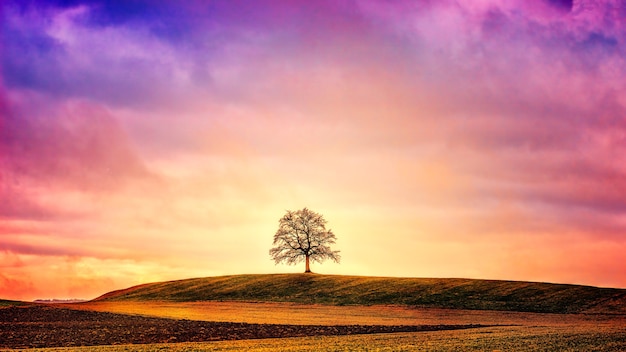 Siluetta dell'albero sul campo verde