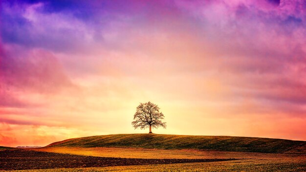 Silhouette of tree on green field