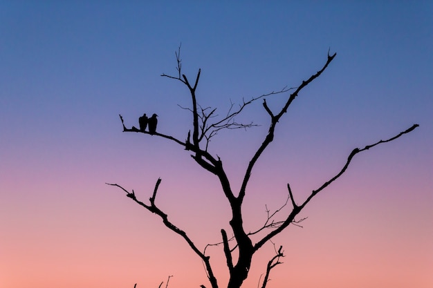 夕方の日没時に枝に立っている2羽の鳥と木のシルエット