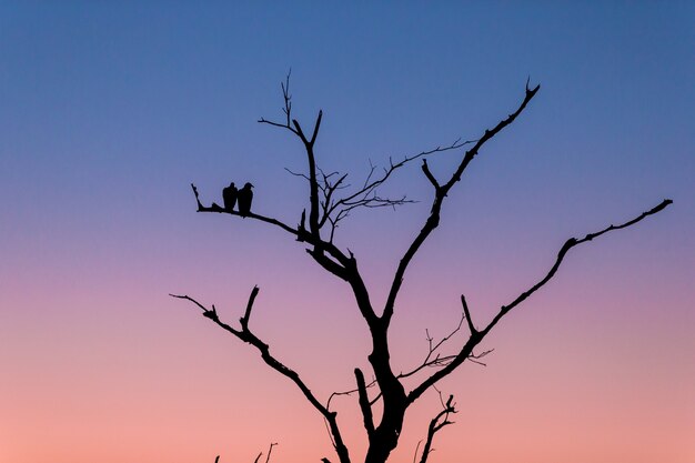 夕方の日没時に枝に立っている2羽の鳥と木のシルエット