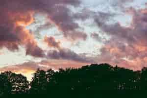 Foto gratuita silhouette di alberi al tramonto