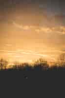 Free photo silhouette of trees under a light yellow sky in a vertical shot