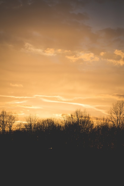 Silhouette of trees under a light yellow sky in a vertical shot