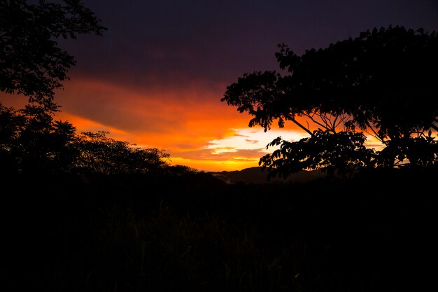 熱帯雨林の日没時に木と山のシルエット
