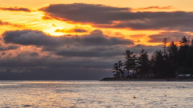 Silhouette of Trees Near Body of Water during Sunset