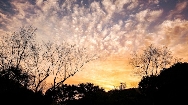 Silhouette of trees