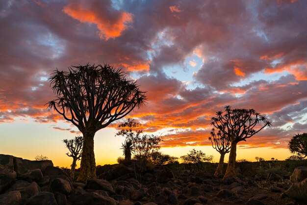 Silhouette взгляд леса деревьев колчана с сценой неба красивого захода солнца неба twilight в Keetmanshoop, Намибии.