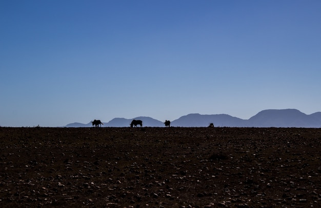 Silhouettes of cattle grazing on the field with a clear sky