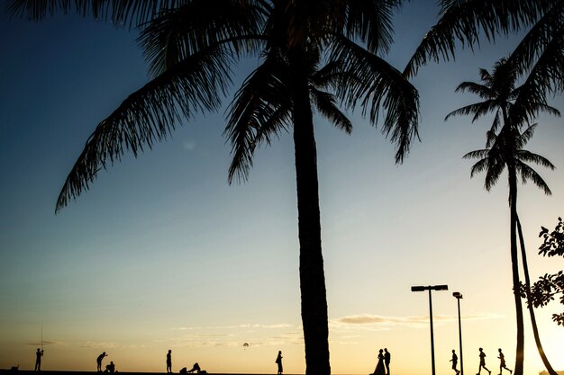 Silhouettes of newlyweds walking from palms on ocean shore
