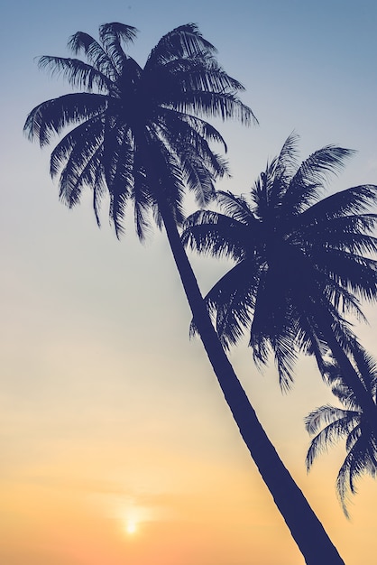 Silhouettes of palm trees at sunset