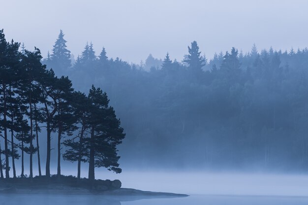 Silhouettes of trees on the shore of the lake on a foggy day