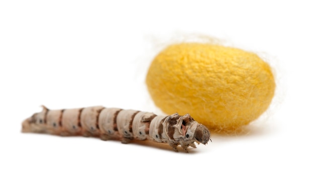 Silkworm larvae and cocoon bombyx mori isolated Premium Photo