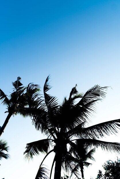 sillhouette palm trees