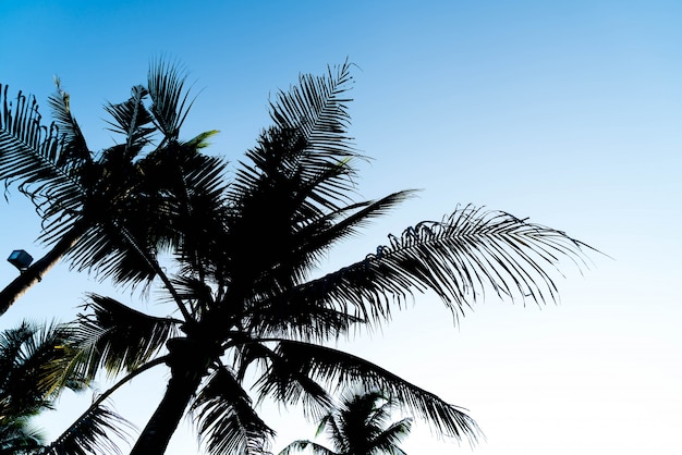 sillhouette palm trees