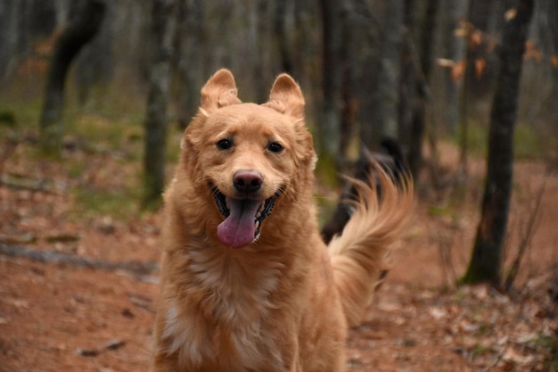 Silly duck tolling retriever dog with his ears up.