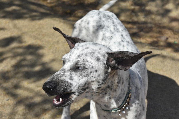 Silly face on a wild cunucu dog on the island of Aruba.