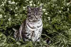 Free photo silver cat on green grasses