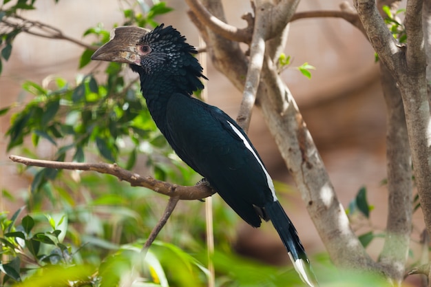 Free photo silvery-cheeked hornbill