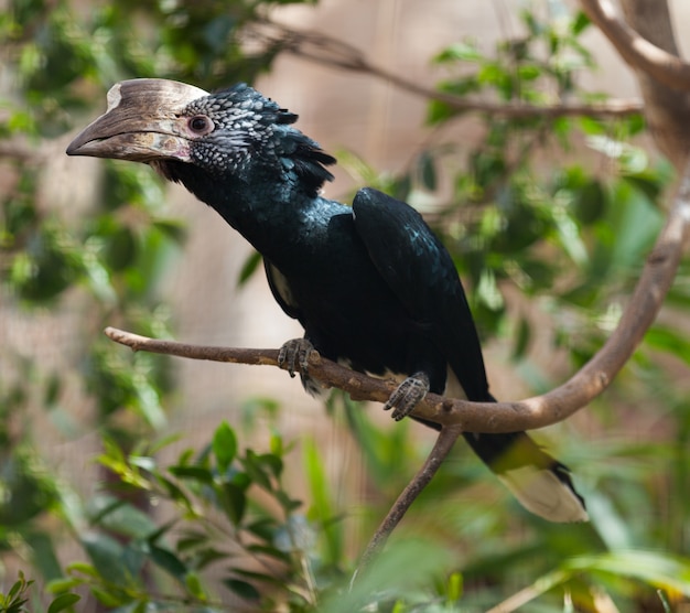 은빛 뺨 Hornbill