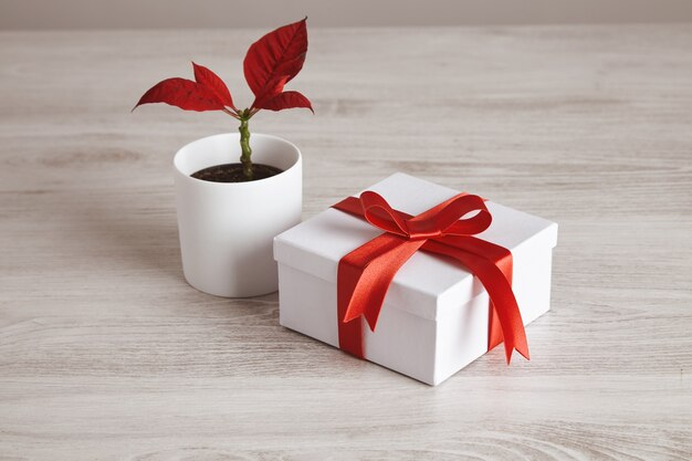 Simple gift box tied with red silk tape close to red flower plant. Romantic love set for valentine day, holidays and festivals