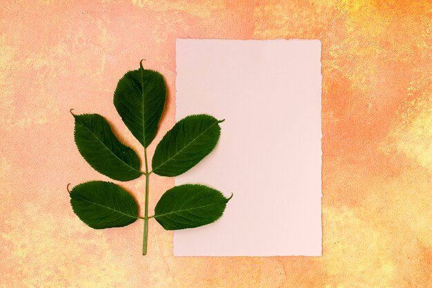 Simplistic common beech leaf with mock-up