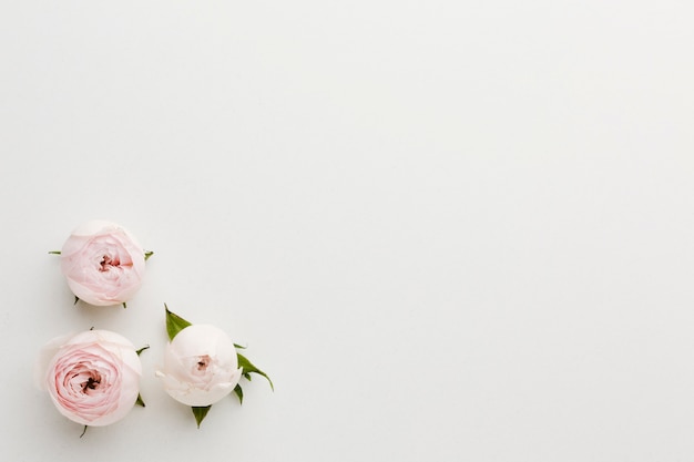 Semplici rose rosa e bianche e copia spazio sullo sfondo