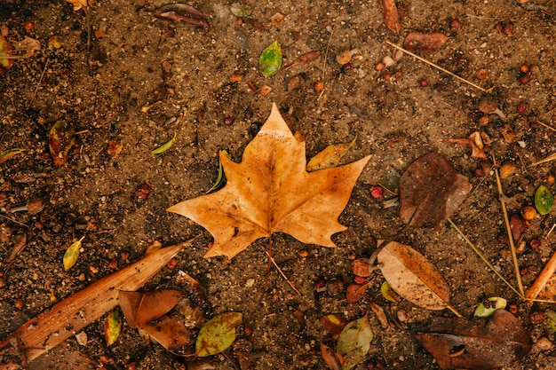 Singe autumn leaf