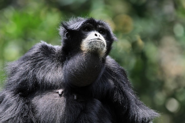 Singe gibbon siamang приматы крупным планом животное крупным планом