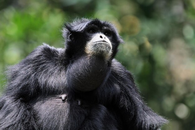 Singe gibbon siamangprimatesクローズアップ動物のクローズアップ