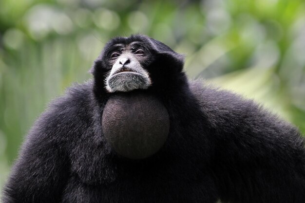 Singe gibbon siamangprimatesクローズアップ動物のクローズアップ