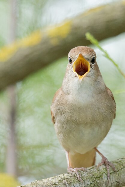 Singing nightingale on a branch