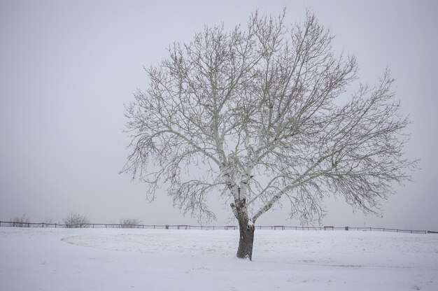 雪に覆われた公園の1本の裸の木