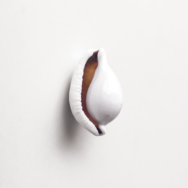 Free Photo single beautiful seashell