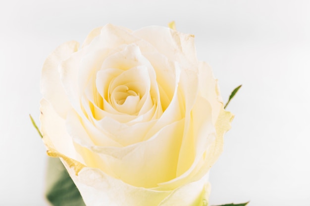 Single beautiful yellow rose on isolated background