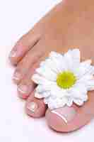 Free photo single beauty female foot with flower camomile