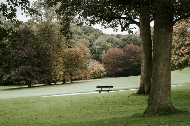 Single bench in a park next to a tree
