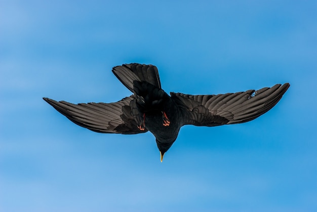 Free photo single blackbird soaring