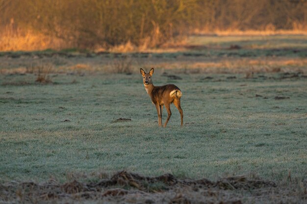 A single deer is standing on a frozen meadow