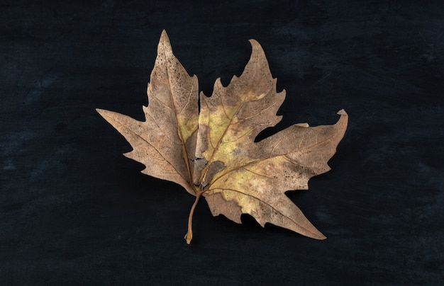 Single dried leaf on black table.