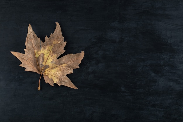 Single dried leaf on black table. 