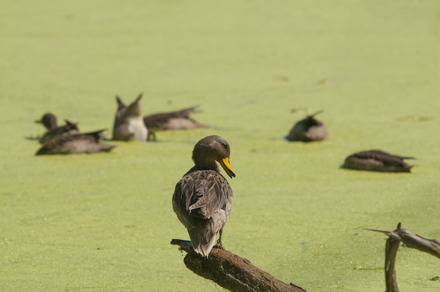 Single duck perched on a piece of wood and a group of ducks in the blurred background