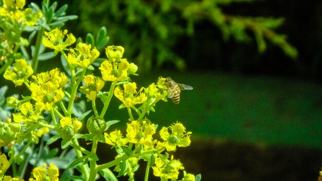 single flower bee honey bee nature yellow leaves